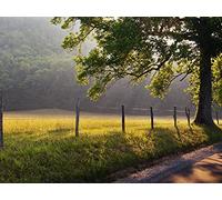 1500 Pièces Jigsaw Puzzle - Idéal pour Un Cadeau - Arbre de Protection du Matin 87x57cm