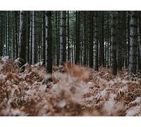 1500 Pièces Jigsaw Puzzle - Idéal pour Un Cadeau - forêts Arbres fougères 87x57cm