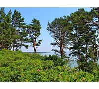 1500 Pièces Jigsaw Puzzle - Idéal pour Un Cadeau - Lituanie Arbres pin 87x57cm