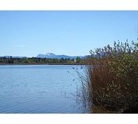 1500 Pièces Jigsaw Puzzle - Idéal pour Un Cadeau - Rive du lac roseaux 87x57cm