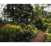 1500 Pièces,pour Adultes et Enfants à Partir de 14 Ans Puzzle - Chemin des Plantes de Serre 87x57cm