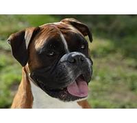 1500piece Paper Puzzle Cute Dog Boxer Portrait Suitable for Wall Art Home Decoration 57x87cm