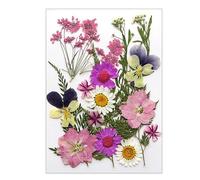 16/18/19 / 22pcs De Feuilles De Fleurs Séchées Pressées Naturelles Fixées pour Fabriquer des Signets D'artisanat en Résine Artisanat Artisanat Scrapbooking Pressé Fleur Séchée