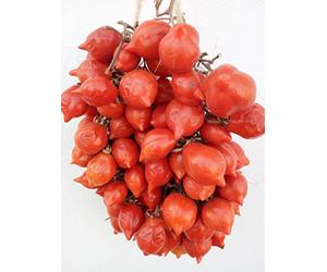 160 graines de tomate dans 16 variétés de substances nutritives rares et riche, COLLECTION 1: 10 POMODORO GIGANTE ITALIANO, 10 CILIEGINO NERO, 10 BIG RAINBOW,10 BLACK KRIM, 10 CIOCCOLATO STRIPES,10 TOMATO BANANA,10 BLACK PRINCE,10 CERISE,10 CILIEGINO BLU', 10 COSTOLUTO FIORENTINO,10 GIGANTE BIANCO,10 TOMATO GIANT,10 PIENNELO DEL VESUVIO,10 CUOR DI BUE,10 PACHINO,10 DATTERINO