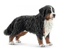 Bouvier bernois, femelle