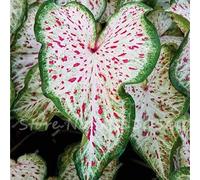 17: 30 Pz Caladium Piante da interno Semi Florida Caladium Bicolor Seeds Colocasia Plant Semi di fiori rari per giardino domestico