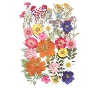 17 types de 48 fleurs séchées pressées en forme de feuilles Herbier pour DIY bijoux en résine Nail Art Décors floraux (colorés)