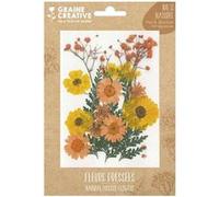 18 fleurs pressées - prairie jaune Jaune G