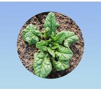 180 graines épinard monstrueux de Viroflay - grandes feuilles savoureuses