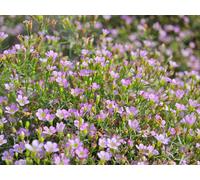 180 Graines,Flocon de Neige Bébé Respirant,Rose Perennial Fleur Jardinage Graines de Jardin Extérieur Maison Jardin Graines de Fleurs