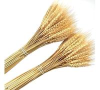 180 pcs séchées blé Naturel Bundle Arrangement de Fleurs Maison Table de fête de Mariage Table Décoration