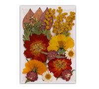 19/20 / 21 / 22pcs Feuilles De Fleurs Séchées Pressées Naturelles Fixées pour Fabriquer des Signets D'artisanat en Résine Artisanat De Fabrication Scrapbooking Unique Décoration Maison Unique