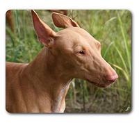 1art1 Chiens Chien du Pharaon, Portrait Tapis De Souris 23x19 cm