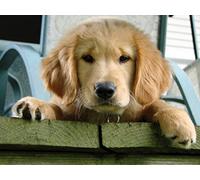 1art1 Chiens Chiot Câlin Golden Retriever, 2 Parties Poster Papier Peint 240x180 cm