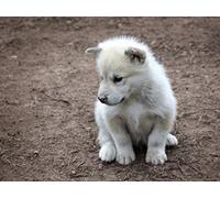 1art1 Chiens Petit Chiot du Groenland, 2 Parties Poster Papier Peint 240x180 cm