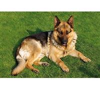 1art1 Chiens Poster Berger Allemand sur La Pelouse Affiche Murale 91x61 cm