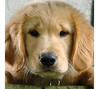 1art1 Chiens Poster Chiot Câlin Golden Retriever Affiche Reproduction 100x100 cm