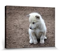 1art1 Chiens Poster Impression sur Toile Petit Chiot du Groenland Affiche Murale XXL Encadrée | Tendue sur Cadre en Bois | Tableau 40x30 cm