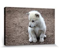 1art1 Chiens Poster Impression sur Toile Petit Chiot du Groenland Affiche Murale XXL Encadrée | Tendue sur Cadre en Bois | Tableau 30x20 cm