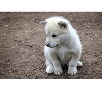 1art1 Chiens Poster Petit Chiot du Groenland Affiche Reproduction 120x80 cm
