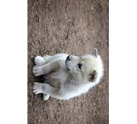 1art1 Chiens Poster Petit Chiot du Groenland Affiche Reproduction 180x120 cm