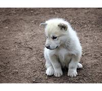 1art1 Chiens Poster Petit Chiot du Groenland Affiche Reproduction 80x60 cm