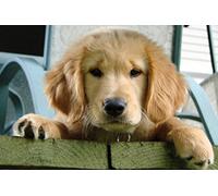 1art1 Chiens Sticker Mural Chiot Câlin Golden Retriever Poster Papier Peint Autocollant 180x120 cm