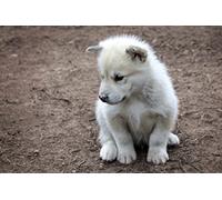 1art1 Chiens Sticker Mural Petit Chiot du Groenland Poster Papier Peint Autocollant 180x120 cm