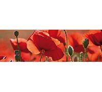 1art1 Coquelicots Sticker Mural Coquelicots Rouges, Fleurs Et Boutons, 1 Partie Poster Papier Peint Autocollant 240x75 cm