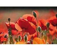 1art1 Coquelicots Sticker Mural Coquelicots Rouges, Fleurs Et Boutons Poster Papier Peint Autocollant 180x120 cm
