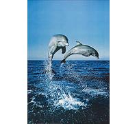1art1 Dauphins Poster Salto Affiche Murale 91x61 cm