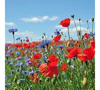 1art1 Fleurs Poster Pré De Fleurs Sauvages avec Bleuets Et Coquelicots Affiche Reproduction 70x70 cm