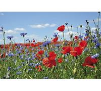 1art1 Fleurs Sticker Mural Pré De Fleurs Sauvages avec Bleuets Et Coquelicots Poster Papier Peint Autocollant 180x120 cm