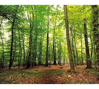 1art1 Forêts Poster Forêt du Silence Affiche Murale 50x40 cm