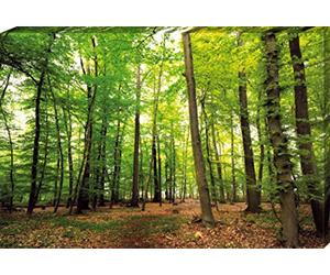 1art1 Forêts Poster Impression sur Toile Forêt du Silence Affiche Murale XXL Encadrée | Tendue sur Cadre en Bois | Tableau 120x80 cm