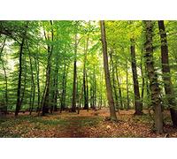 1art1 Forêts Posters XXL Forêt du Silence Affiche 120x80 cm