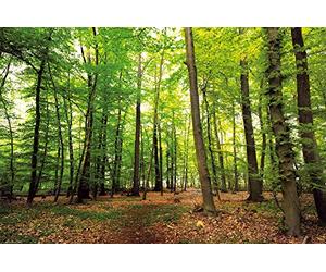 1art1 Forêts Posters XXL Forêt du Silence Affiche 120x80 cm