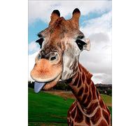 1art1 Girafes Poster Giraffe Tirant Sa Langue Affiche Murale 91x61 cm