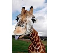 1art1 Girafes Poster Giraffe Tirant Sa Langue Affiche Reproduction 120x80 cm