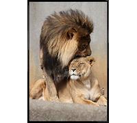 1art1 Grands Félins Affiche Murale et Cadre (Plastique) - Lion Et Lionne, Amour Félin (91 x 61cm)