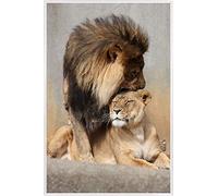 1art1 Grands Félins Affiche Murale et Cadre (Plastique) - Lion Et Lionne, Amour Félin (91 x 61cm)