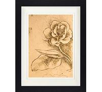 1art1 Leonardo Da Vinci Poster Étude De Fleurs, Détail 1481-1483 Affiche Encadrée avec Passe-Partout Élégant | Images Murales | dans Un Cadre Photo 40x30 cm