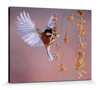 1art1 Oiseaux Poster Impression sur Toile Mésange Noire en Vol vers des Baies d'Argousier Affiche Murale XXL Encadrée | Tendue sur Cadre en Bois | Tableau 50x40 cm
