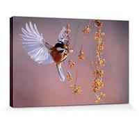 1art1 Oiseaux Poster Impression sur Toile Mésange Noire en Vol vers des Baies d'Argousier Affiche Murale XXL Encadrée | Tendue sur Cadre en Bois | Tableau 30x20 cm