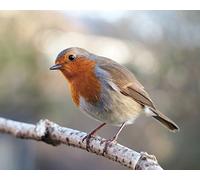 1art1 Oiseaux Poster Impression sur Toile Rouge-Gorge sur Une Branche Affiche Murale XXL Encadrée | Tendue sur Cadre en Bois | Tableau 50x40 cm