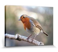 1art1 Oiseaux Poster Impression sur Toile Rouge-Gorge sur Une Branche Affiche Murale XXL Encadrée | Tendue sur Cadre en Bois | Tableau 80x60 cm