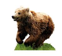 1art1 Ours Ours Brun Hirsute Sticker Adhésif Mural Autocollant 60x60 cm