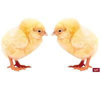 1art1 Poules Deux Petits Poussins Sticker Adhésif Mural Autocollant 39x20 cm