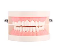 1pc Modèle Standard D'enseignement Dentaire pour les Enfants, Modèle de Démonstration pour Enseigner le Brossage des Dents avec du Matériel en PVC