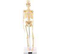 1pc squelette humain modèle anatomique Outil pédagogique médical avec base